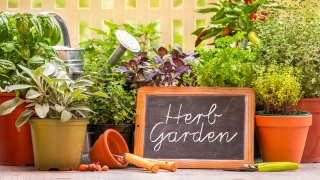 Herb garden at home yard in with pots of herbs in front of fence